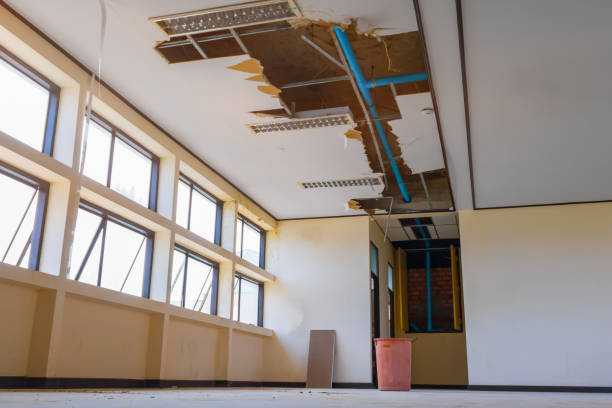 Best Mold removal after water damage  in Nephi, UT