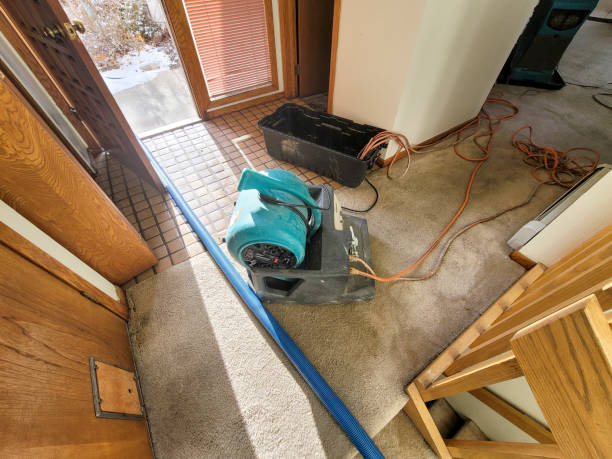 Best Mold removal after water damage  in Nephi, UT